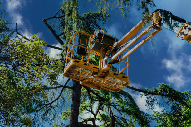 Trusted Green Village, NJ Tree Services Experts